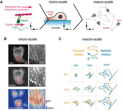 Moving through a changing world: Single cell migration in 2D vs. 3D